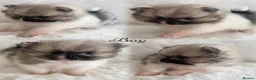 Pomeranian dogs for sale: Outstanding KC Tiny baby Poms puppies  - Advert 1