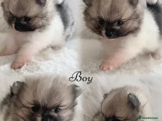 Pomeranian dogs Outstanding KC Tiny baby Poms puppies - Advert 8