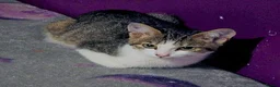 Mixed Breed cats for adoption: Nacho and Pepper - Advert 6