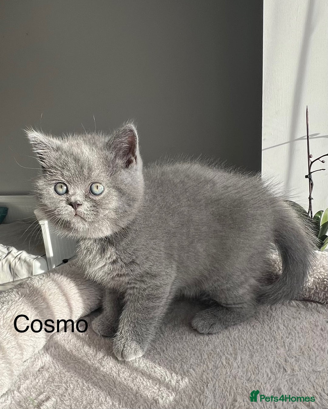 British Shorthair cats for sale: GCCF registered British Shorthair kittens  - Advert 5
