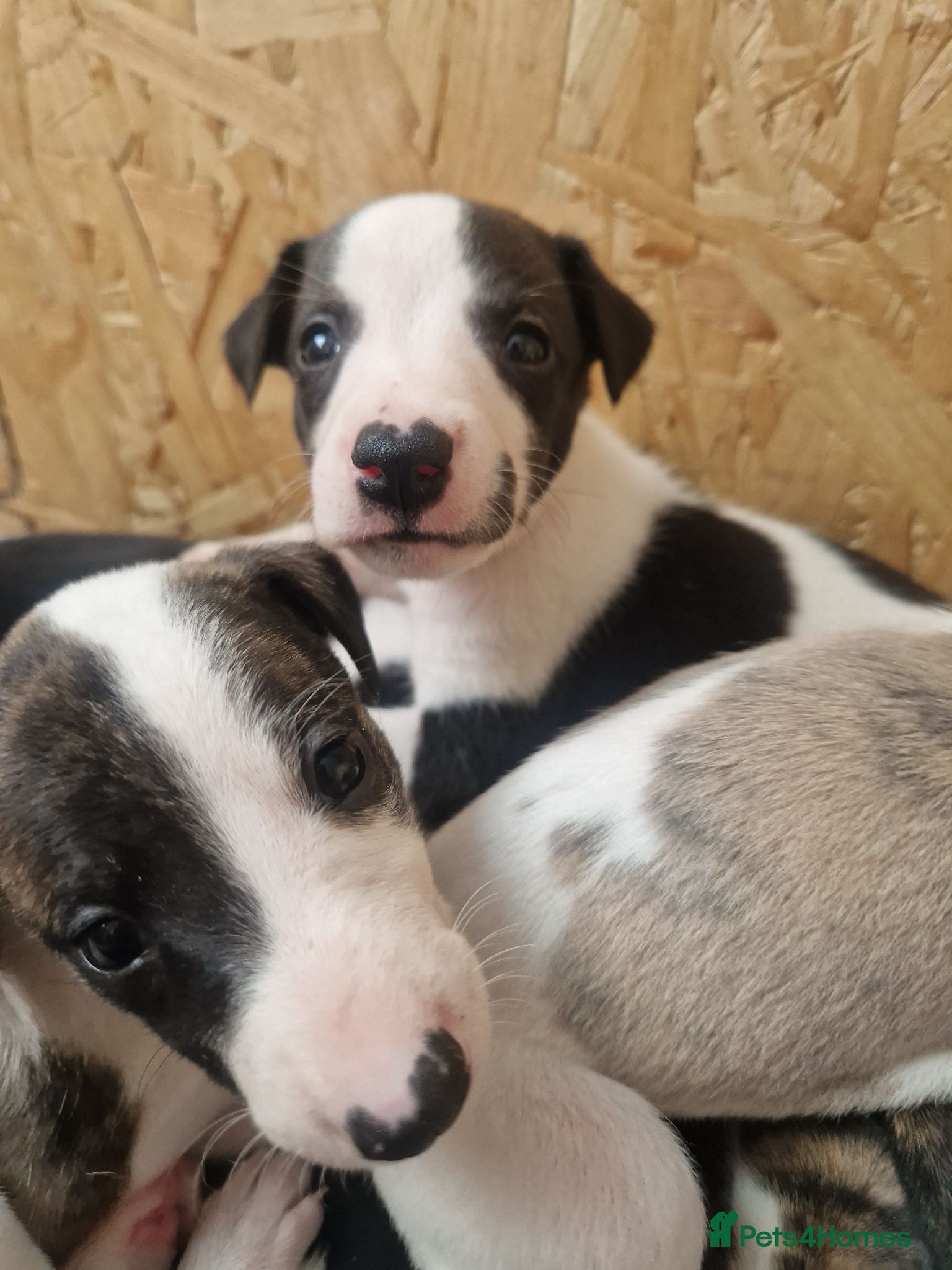 Whippet dogs Parti Whippet Puppies  - Advert 1