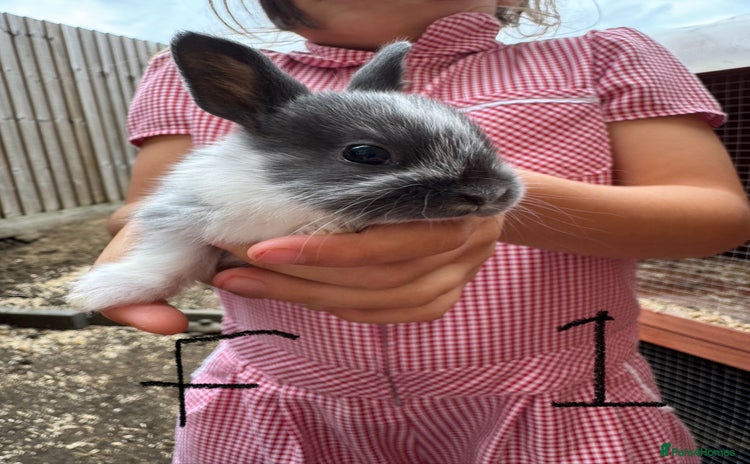 Mixed Breed rabbits - Advert 1
