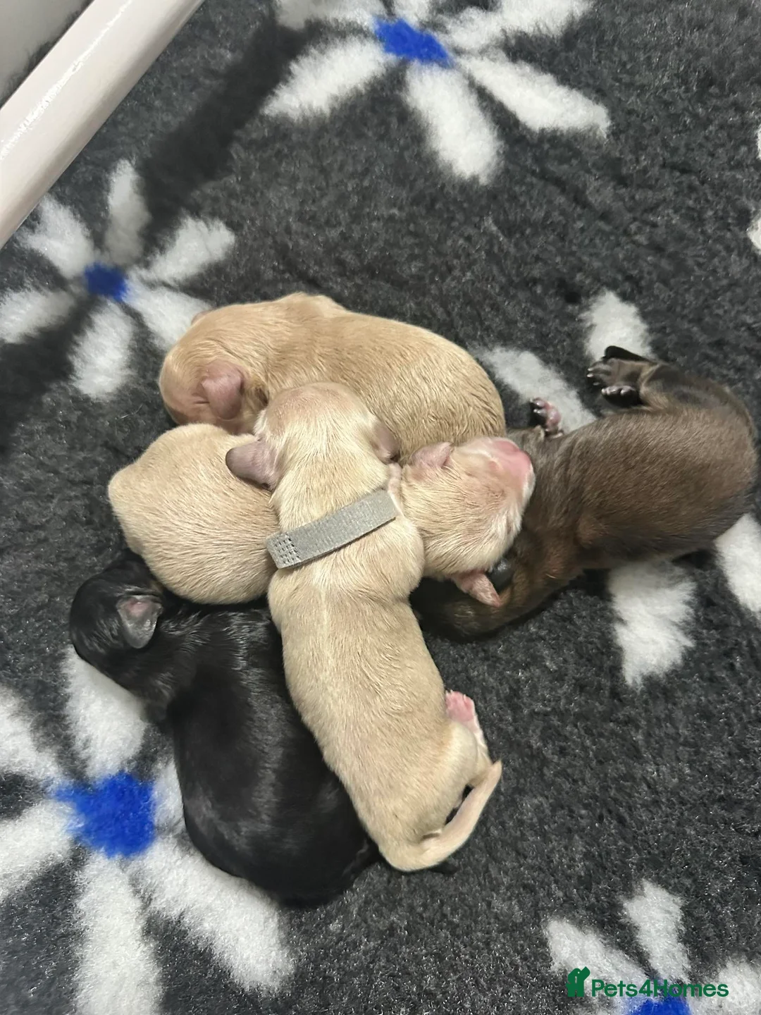 Miniature Dachshund dogs for stud: Outstanding Long Coat Cream Dachshund For Stud! in Penrith - Advert 7