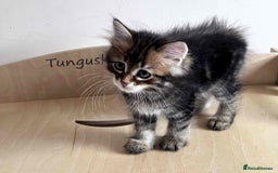 Siberian cats for sale: Beautiful purebred Siberian kittens-Hypoallergenic - Image 39