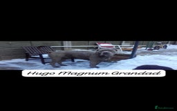 Mixed Breed dogs for sale: Beautiful Molesser Mastiff pups - Image 11