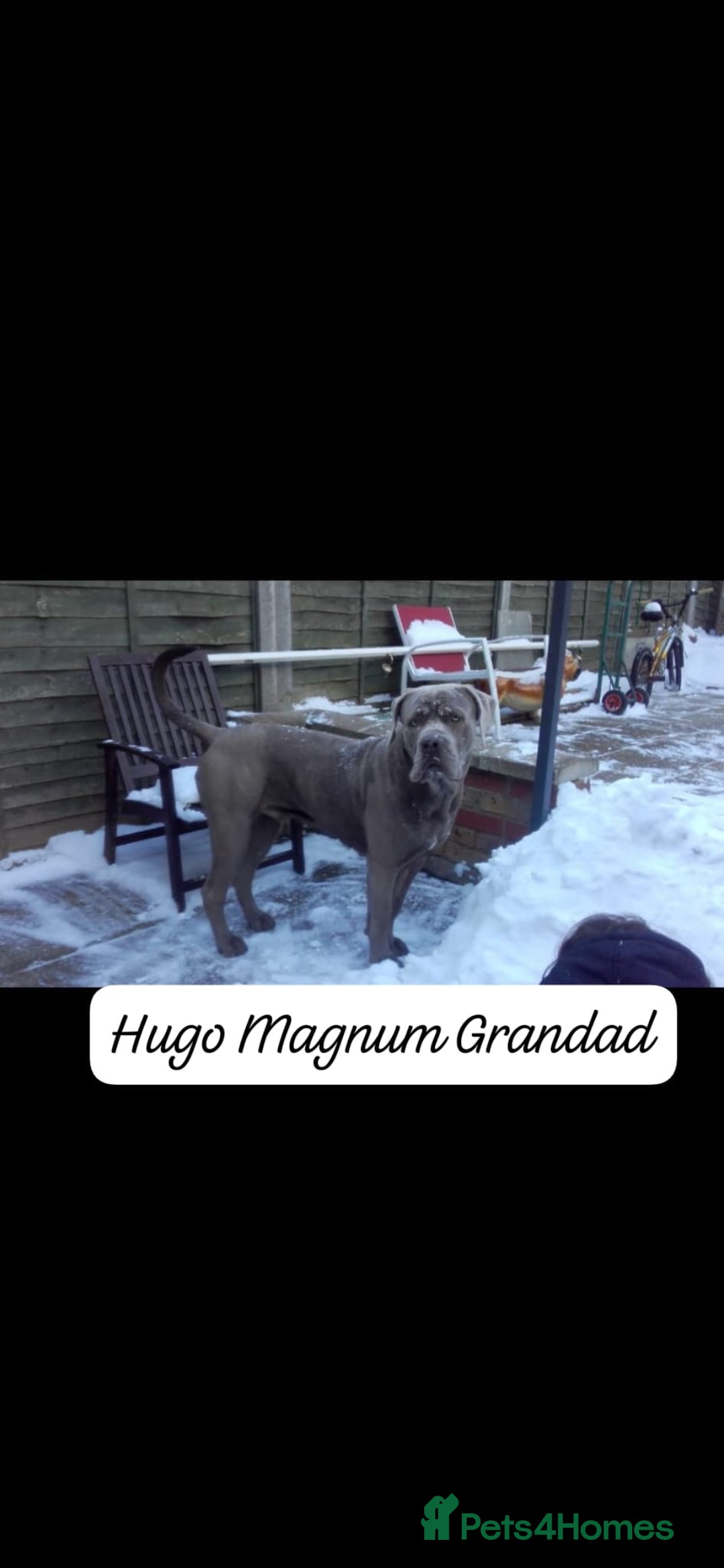 Mixed Breed dogs for sale: Beautiful Molesser Mastiff pups - Image 11