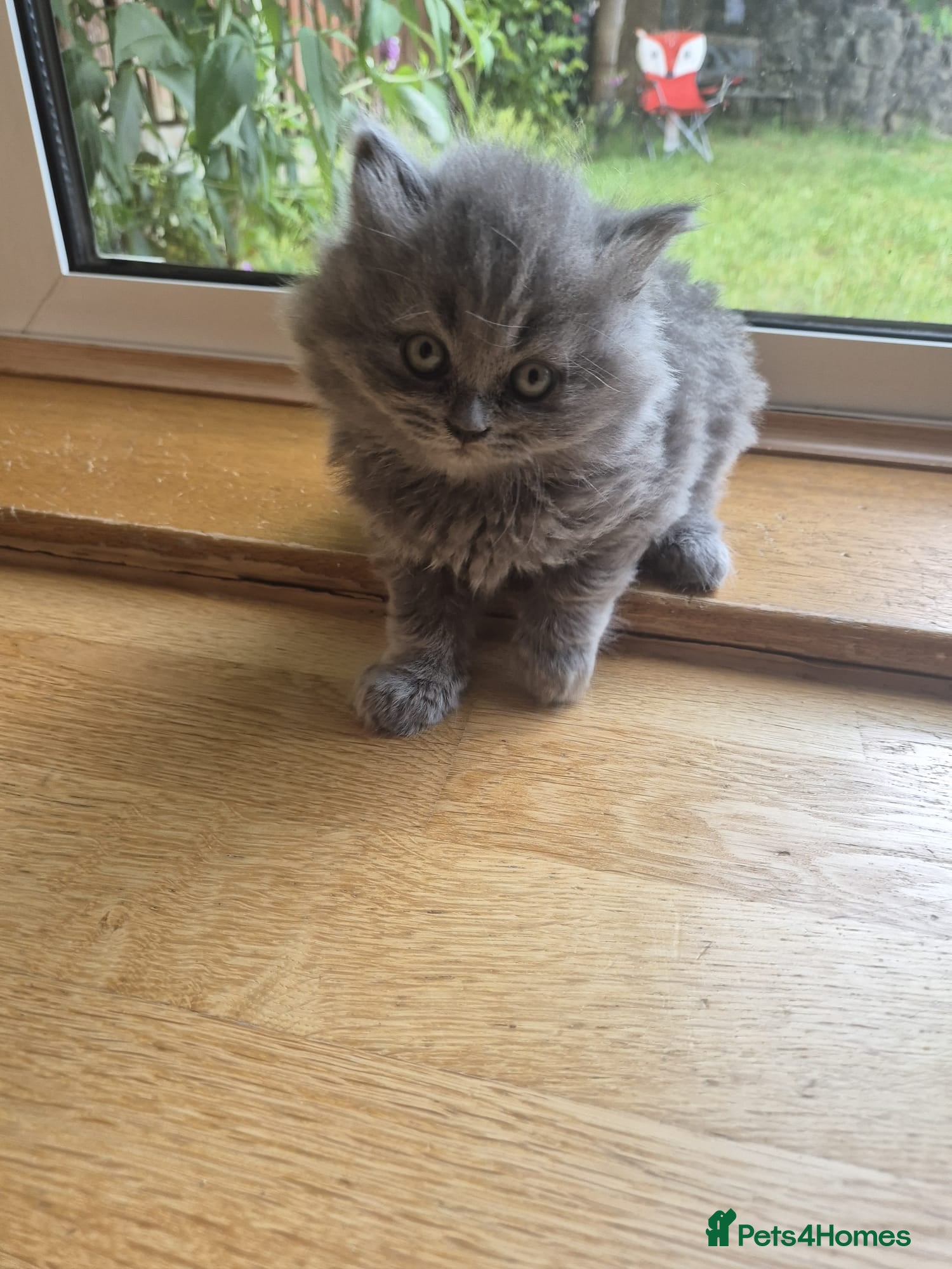 British Shorthair cats for sale: Kittens blue longhair boys and girl in Nottingham - Advert 24