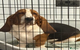 Basset Hound dogs for sale: Beautiful Basset Hound Puppies  - Image 14