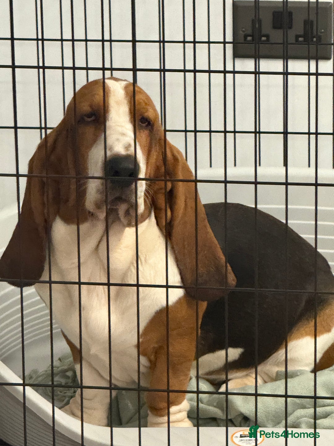 Basset Hound dogs for sale: Beautiful Basset Hound Puppies  - Image 14