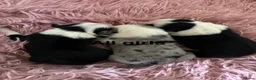 Border Collie dogs for sale: Border Collie puppies  - Advert 5