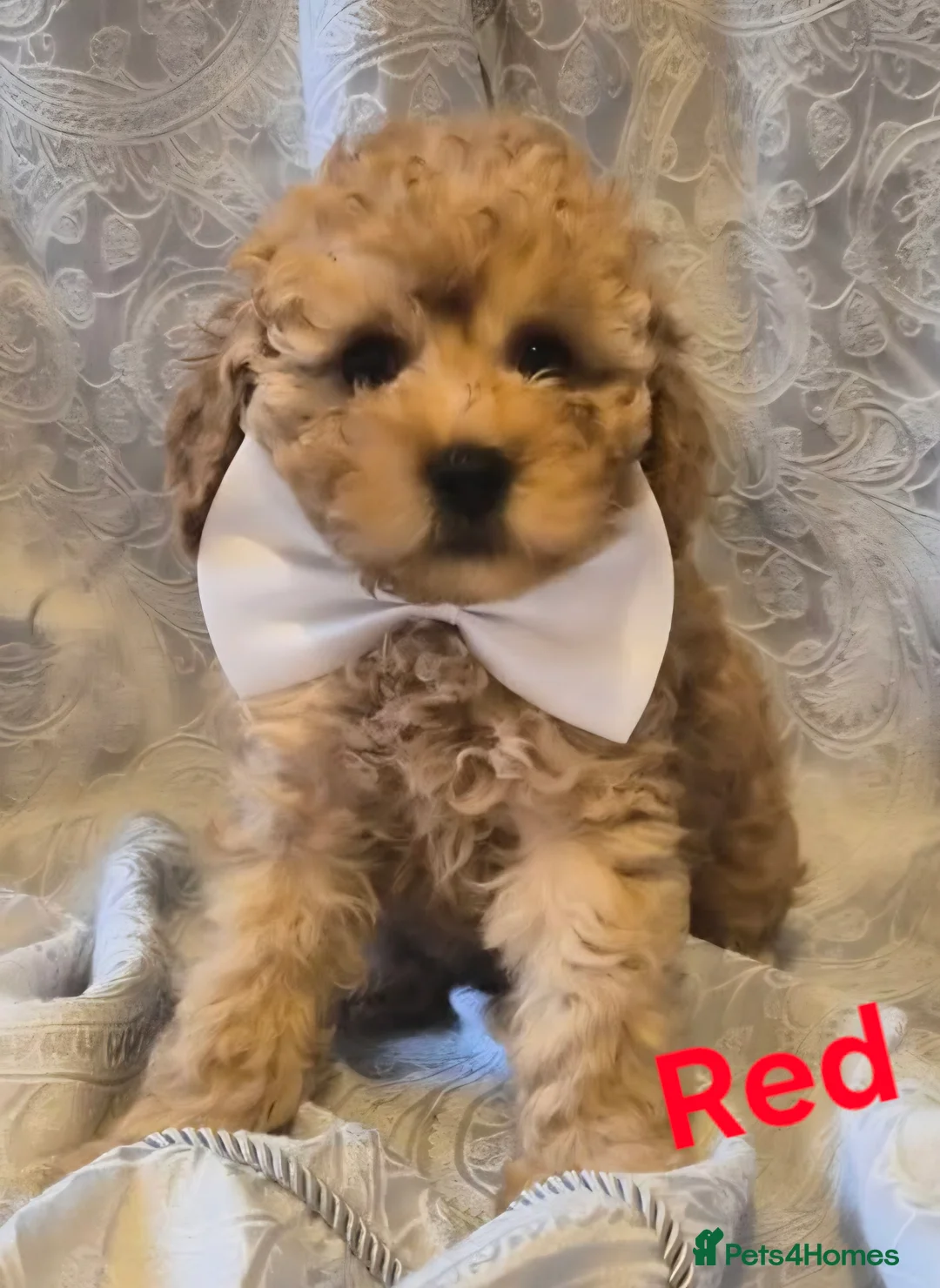 Miniature Poodle dogs for sale: four beautiful little red poodle girls - Advert 2