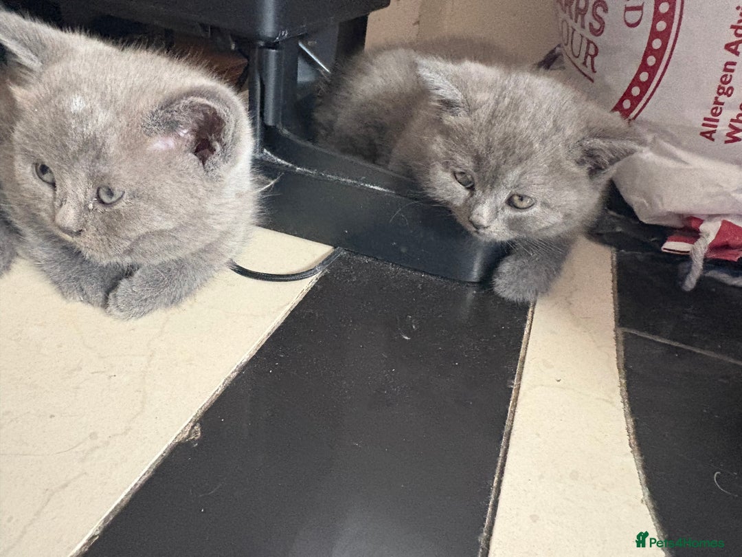 British Shorthair cats for sale: British Shorthair kittens  - Advert 7