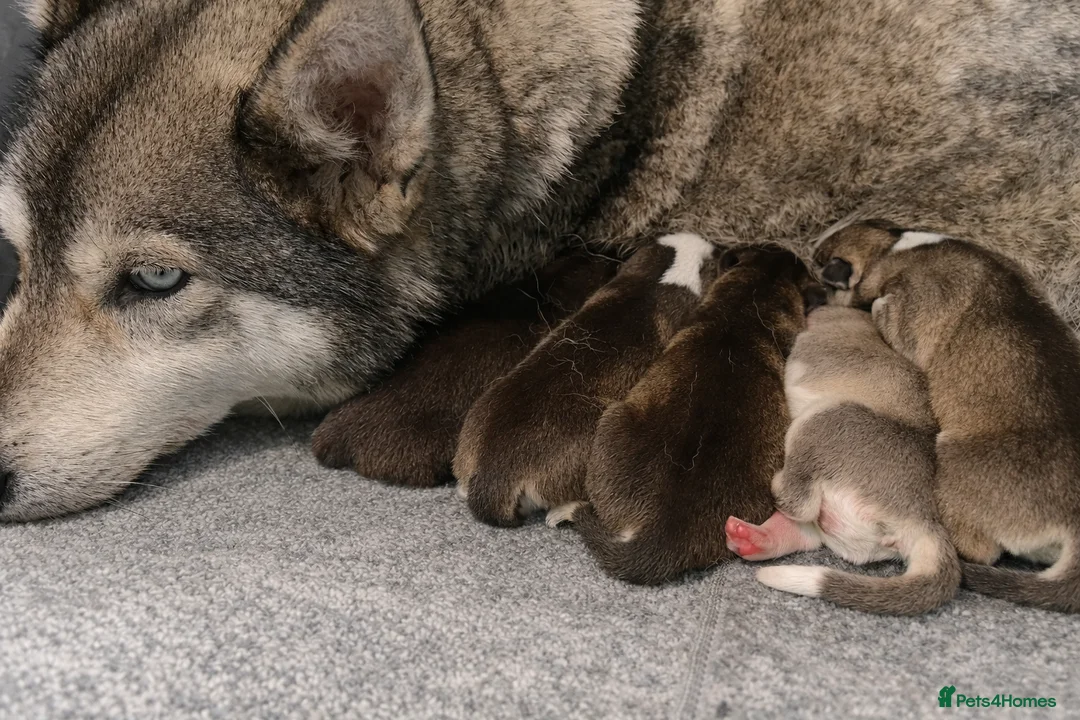 Siberian Husky dogs for sale: 🥰 ADORABLE HUSKY PUPPIES 🐶  - Advert 1