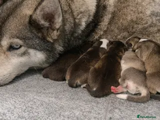 Siberian Husky dogs 🥰 ADORABLE HUSKY PUPPIES 🐶 - Advert 1