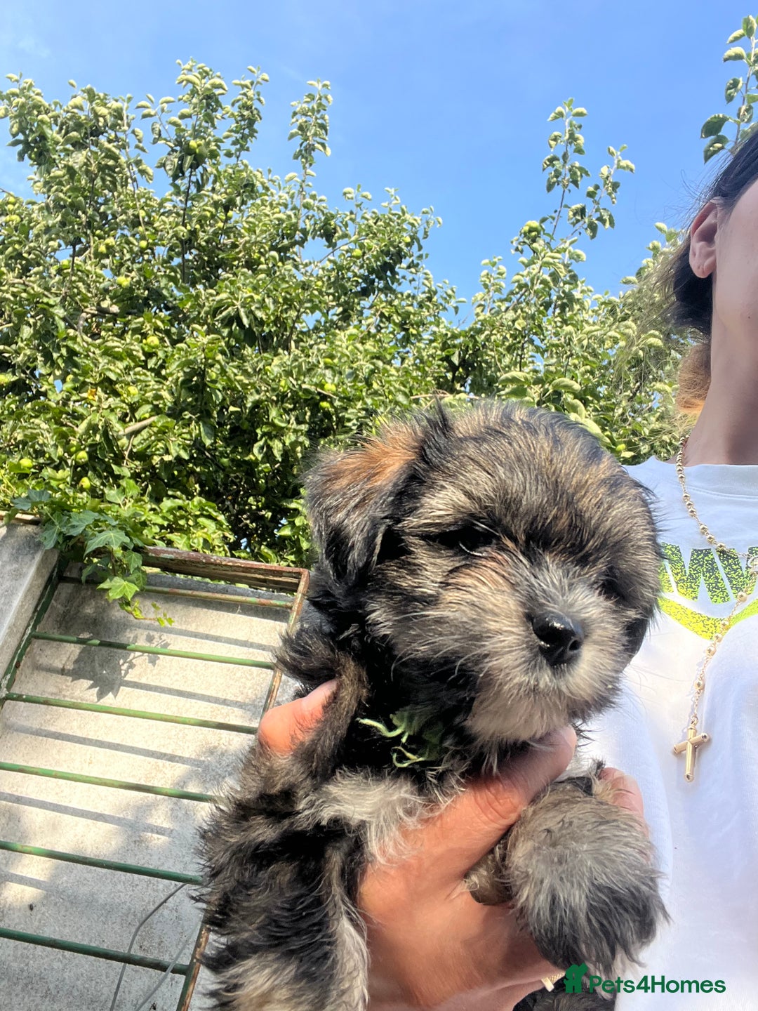 Maltese dogs for sale: bichon meltese  - Image 6