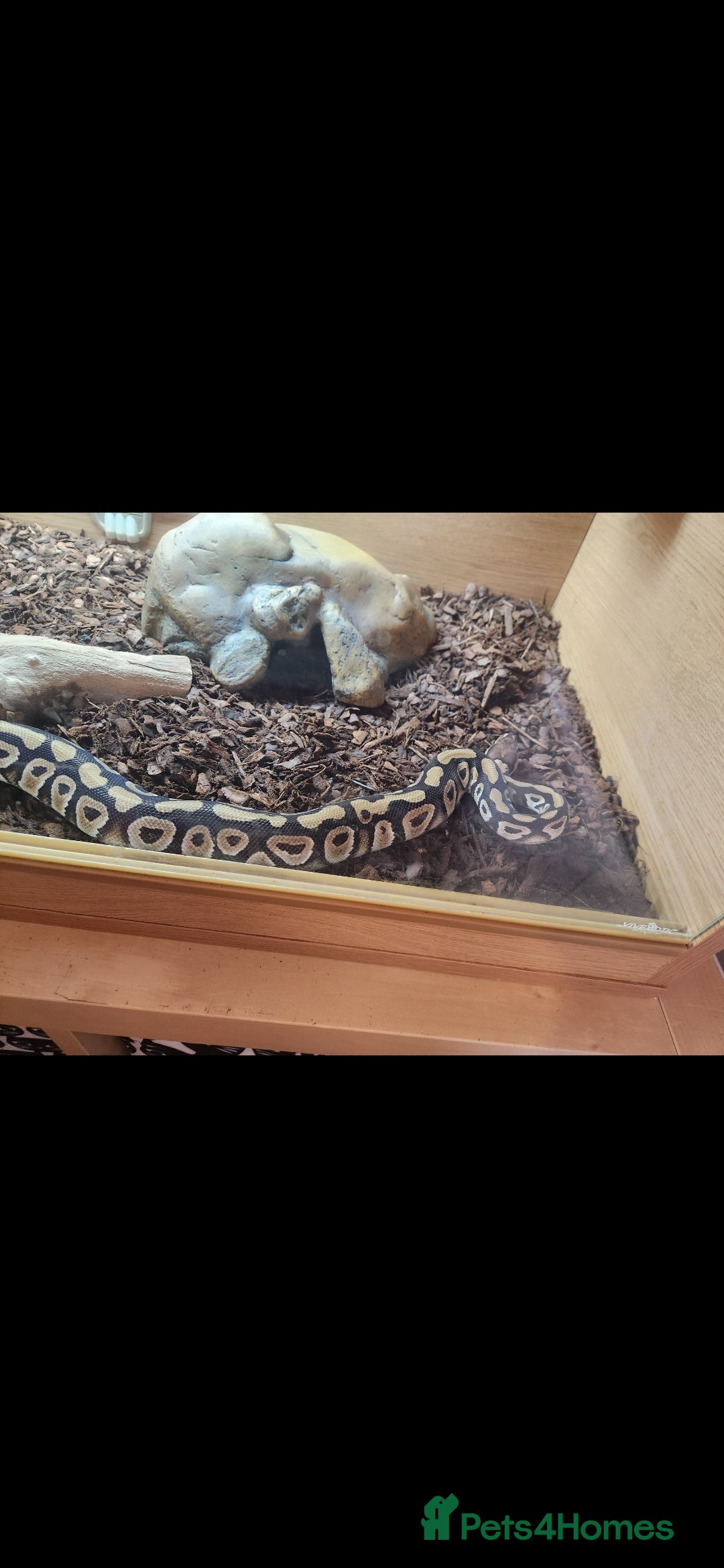 Python Snake reptiles for sale: Royal python including set up - Advert 3