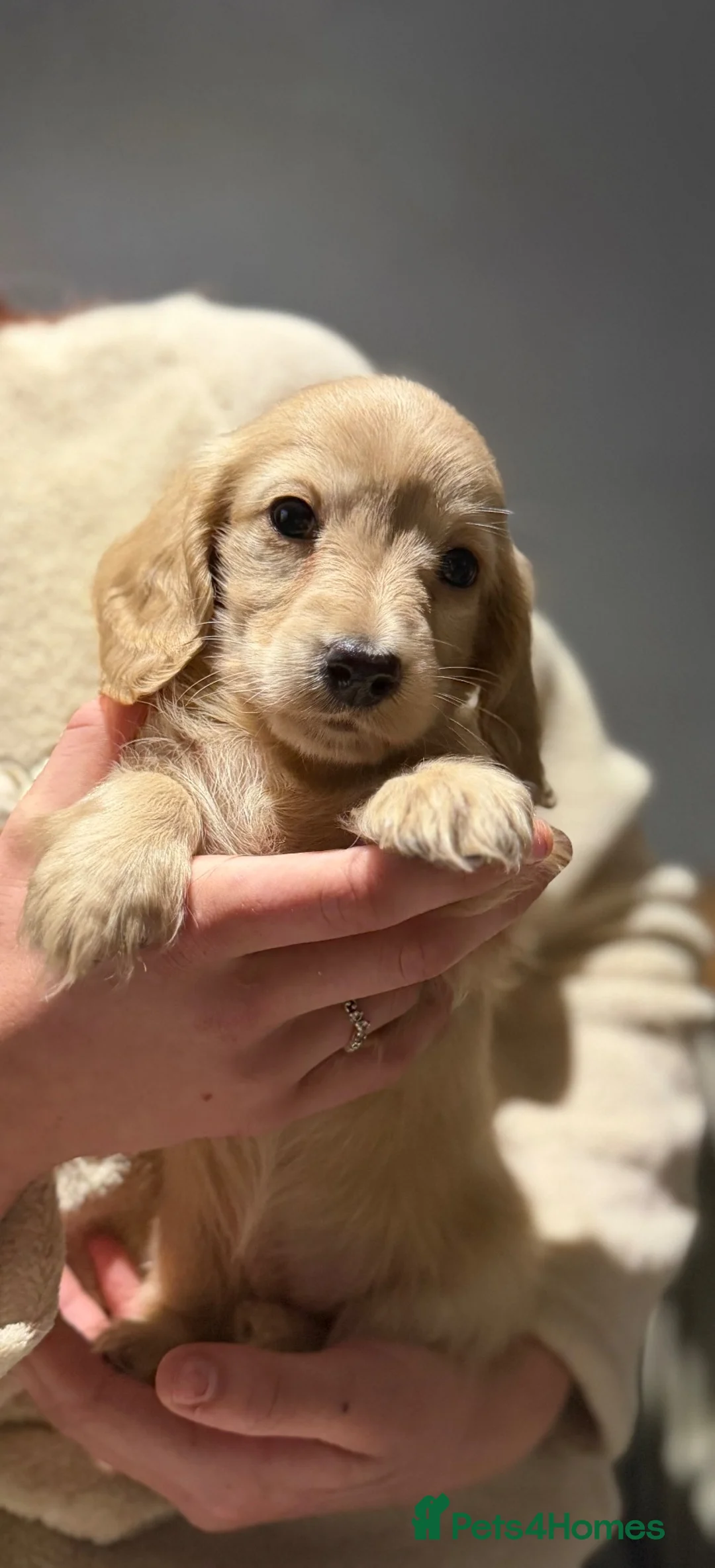Miniature Dachshund dogs for sale: Beautiful Mini Cream Longhaired Dachshund🍦 in Feltham - Advert 2