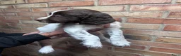English Springer Spaniel dogs for sale: KC ESS - fully health tested parents.  - Advert 6