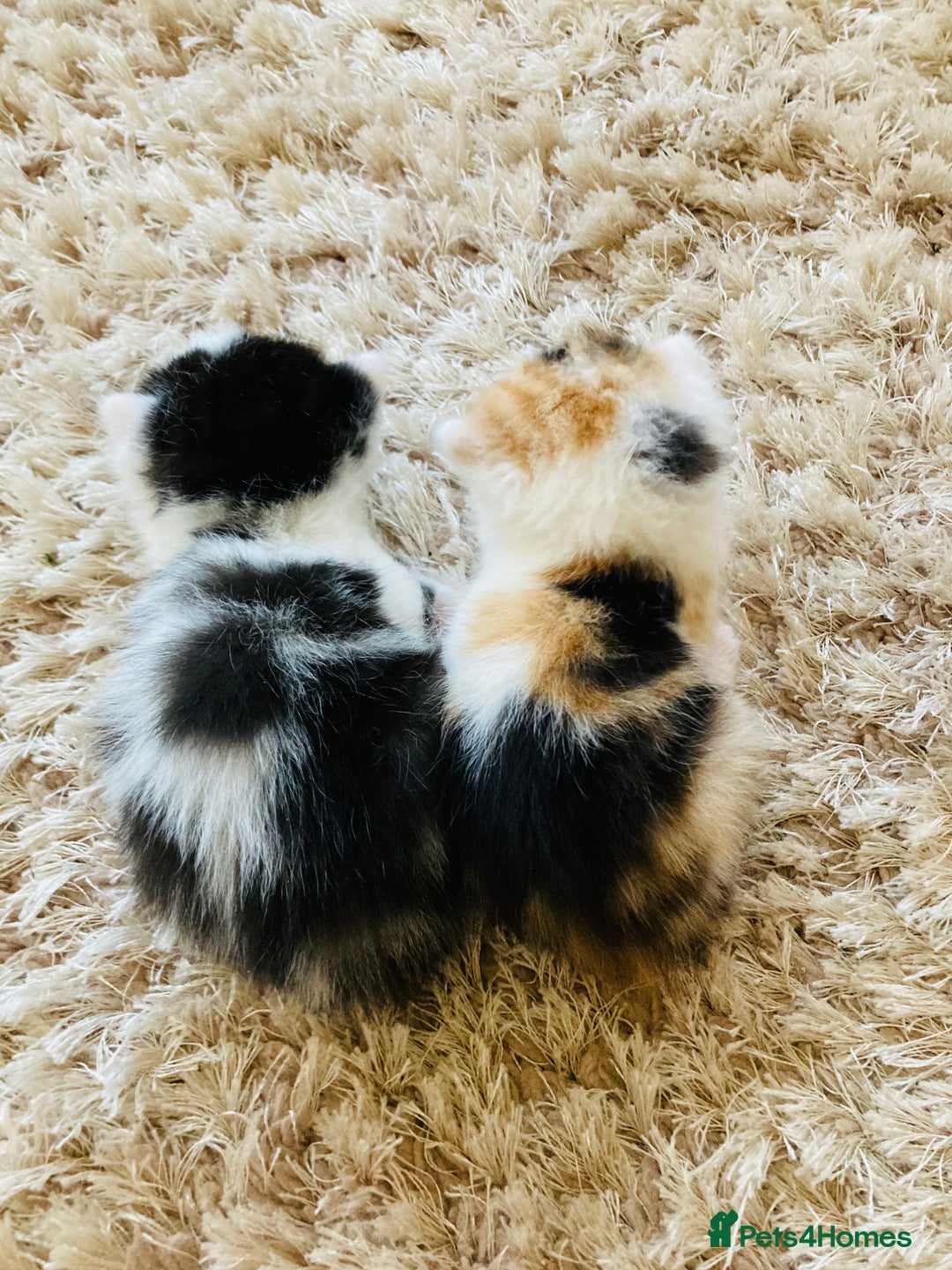 Mixed Breed cats for sale: Turkish Angora x Kittens - Image 2