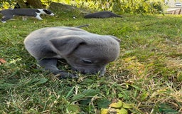 Whippet dogs for sale: Beautiful Blue whippet puppies  - Image 26