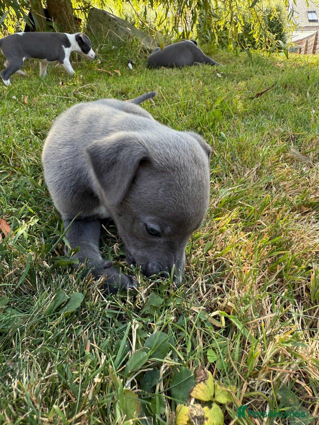 Whippet dogs for sale: Beautiful Blue whippet puppies  - Image 26