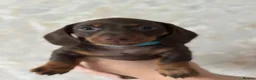Miniature Dachshund dogs for sale: Miniature dachshund  - Advert 17