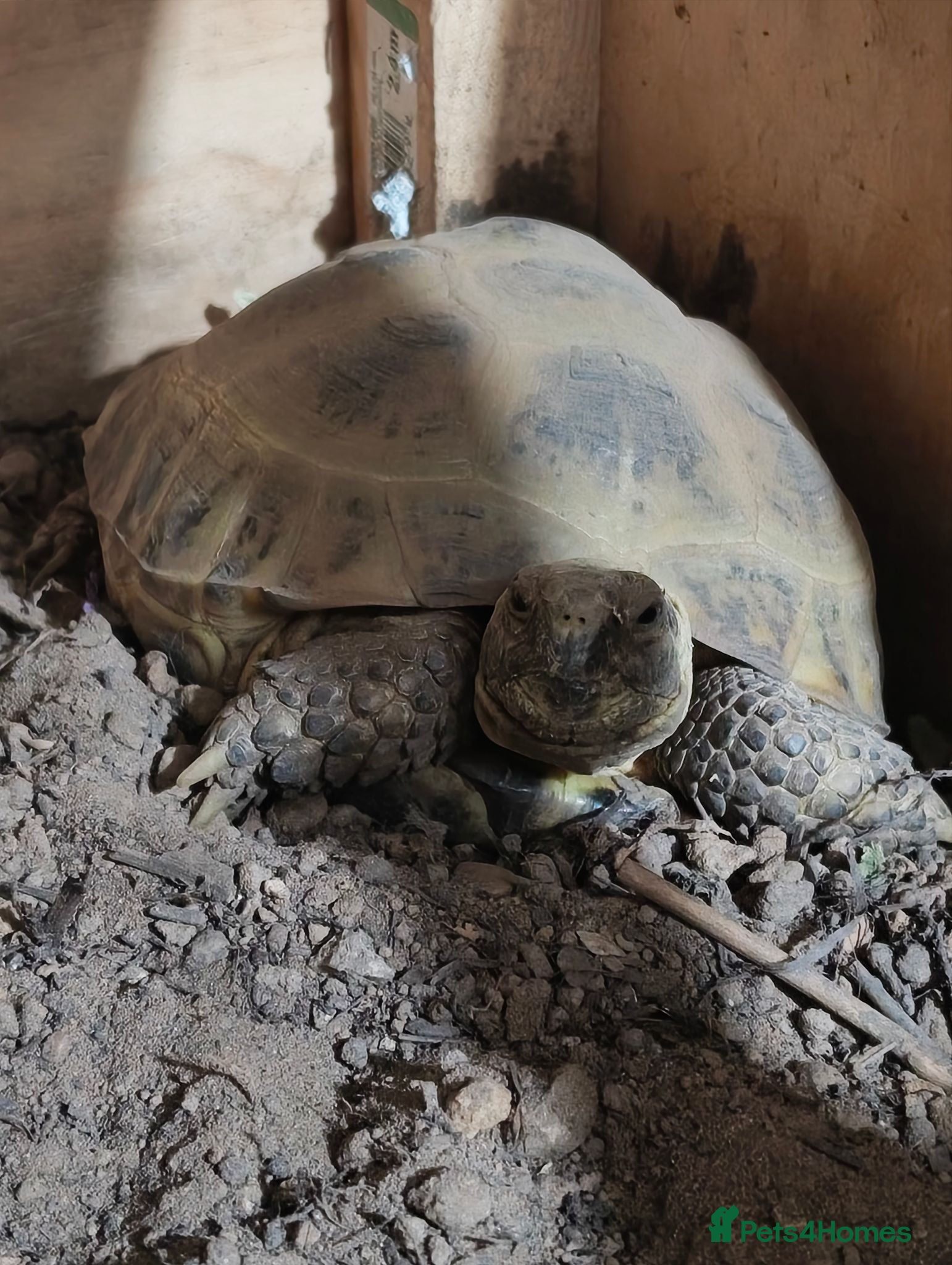 Tortoise reptiles Horse field Tortoise for sale with setup - Advert 1