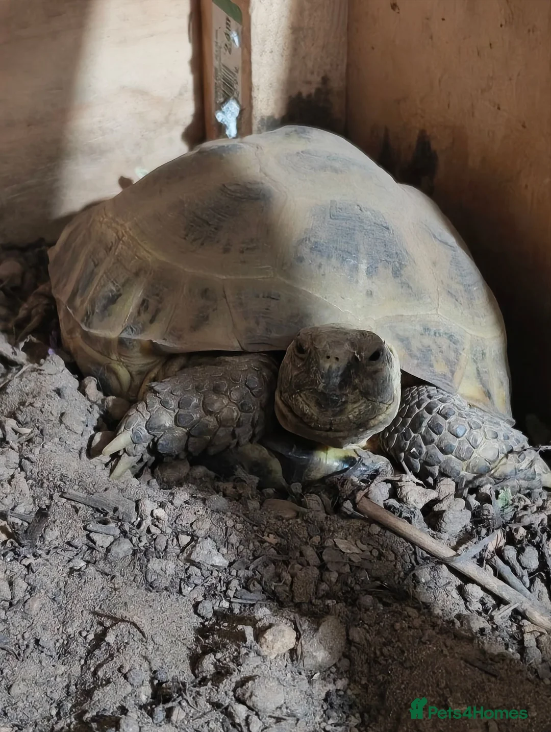Tortoise reptiles for sale: Horse field Tortoise for sale with setup in Norwich - Advert 1