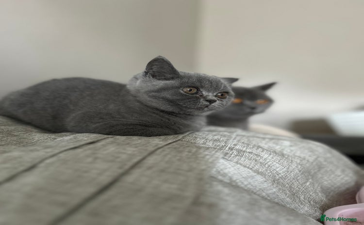 British Shorthair cats - Advert 15