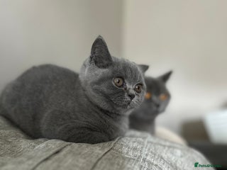 British Shorthair cats - Advert 33