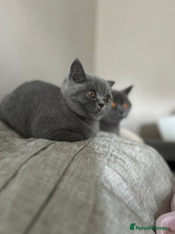 British Shorthair cats - Advert 15