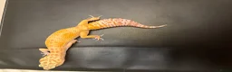Leopard Gecko reptiles for sale: White&Yellow Snow Tremper 50% Het Eclipse - Advert 7