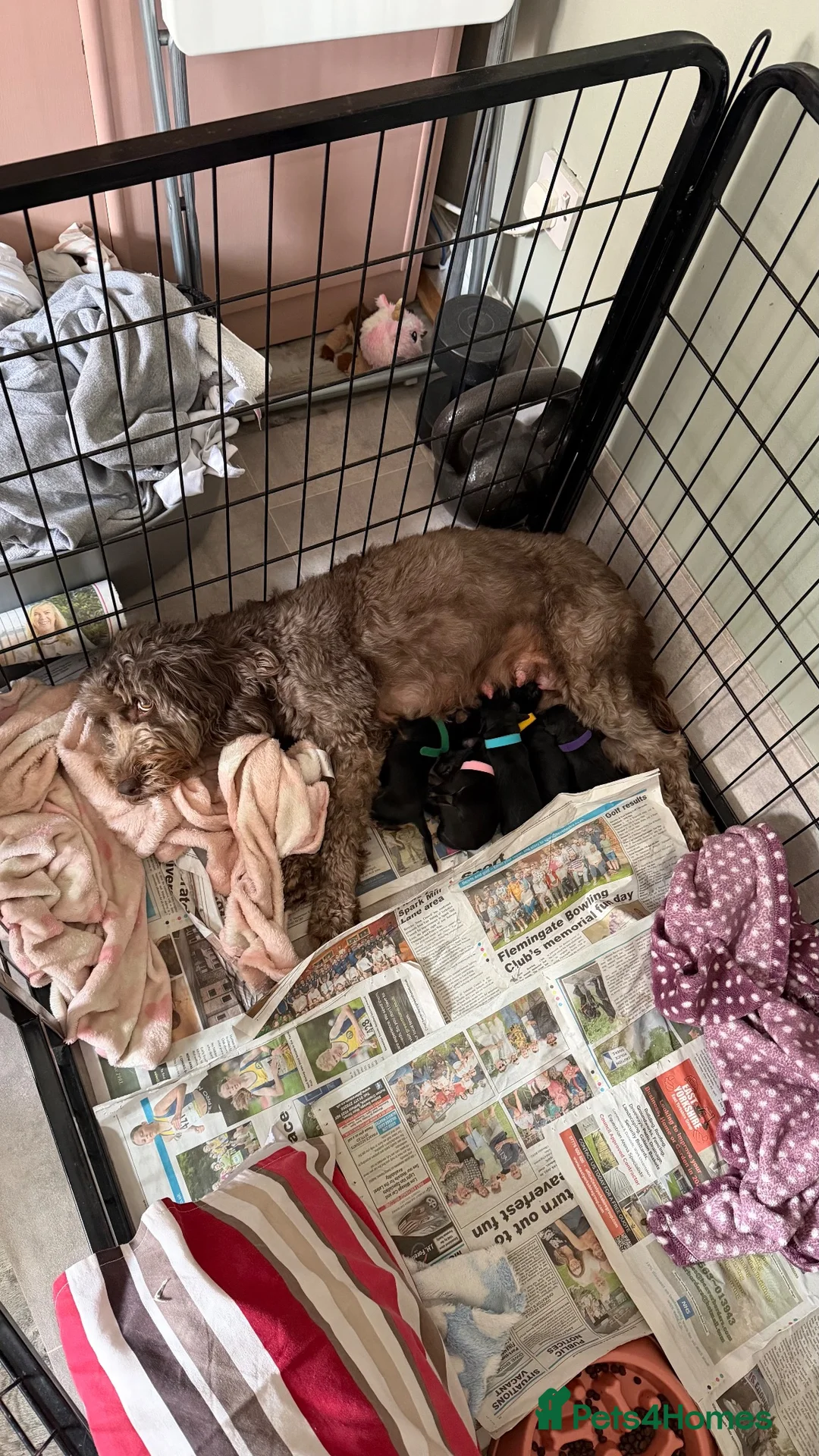 Mixed Breed dogs for sale: Cockapoo X Border Collie Puppies in Driffield - Advert 2