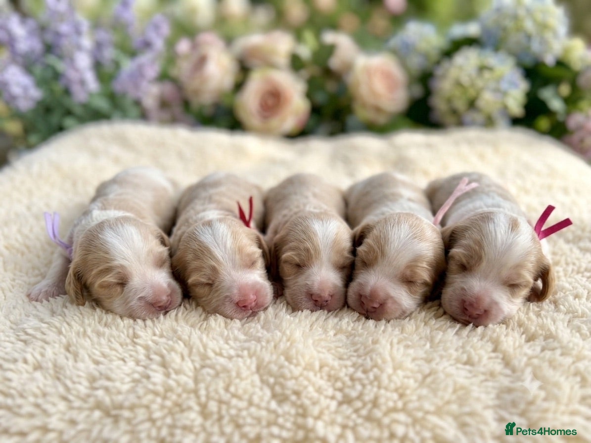 Cocker Spaniel dogs KC Reg, Show Cocker Spaniel pups, 100% clear - Advert 1