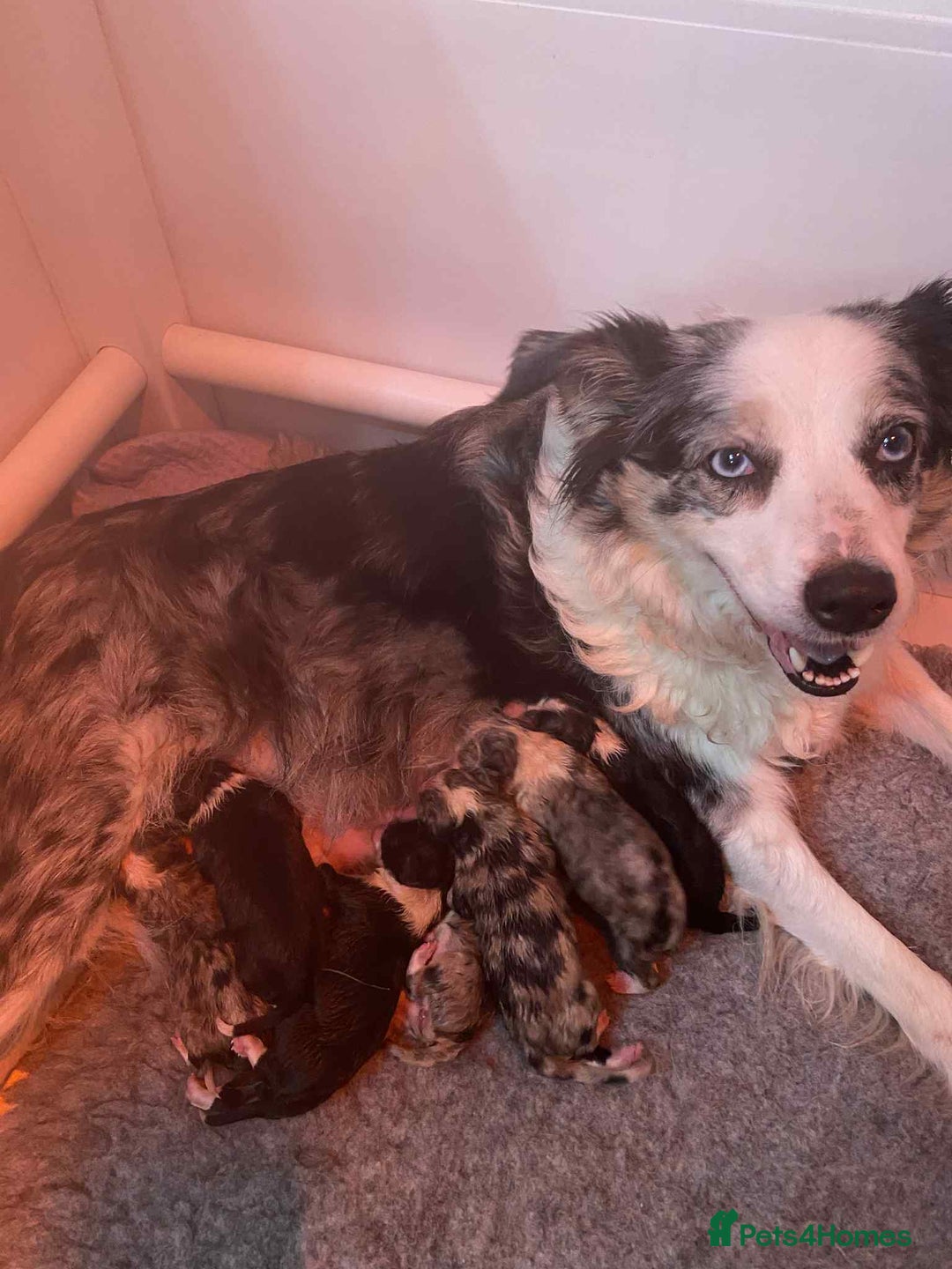 Border Collie dogs for sale: Black and white border collie pup - Advert 2