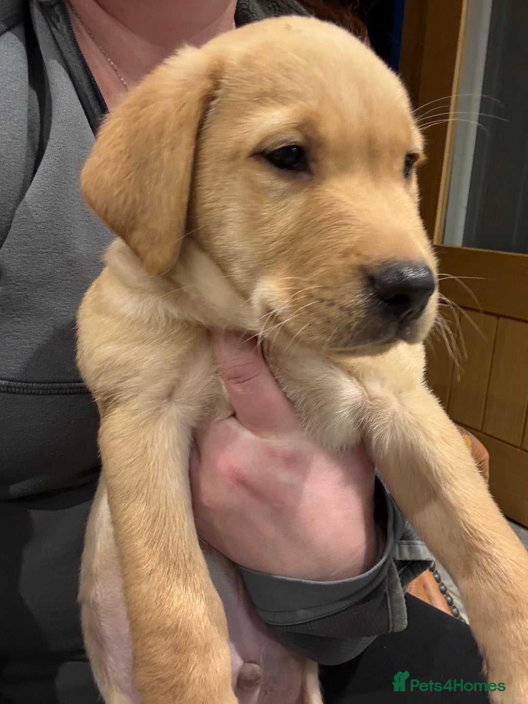 Labrador Retriever dogs for sale: Fox Labrador retriever puppies - Advert 8