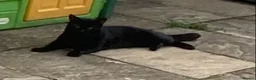 Mixed Breed cats for sale: Beautiful 1/2 Russian Blue kittens🐈‍⬛ Forever🏠 - Advert 10