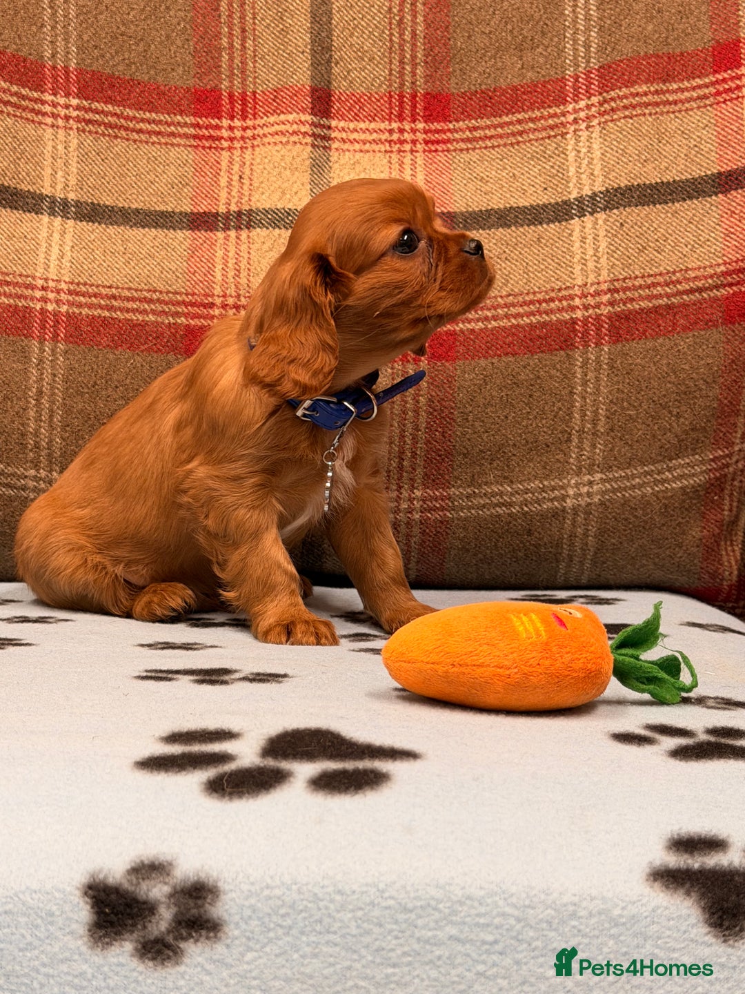 Cavalier King Charles Spaniel dogs for sale: 🐶 Beautiful Cavalier King Charles  Puppies 🐶 - Advert 19