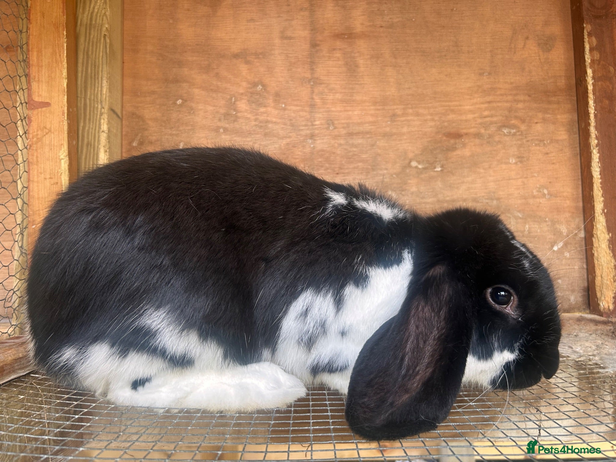 French Lop rabbits French lop  - Advert 12