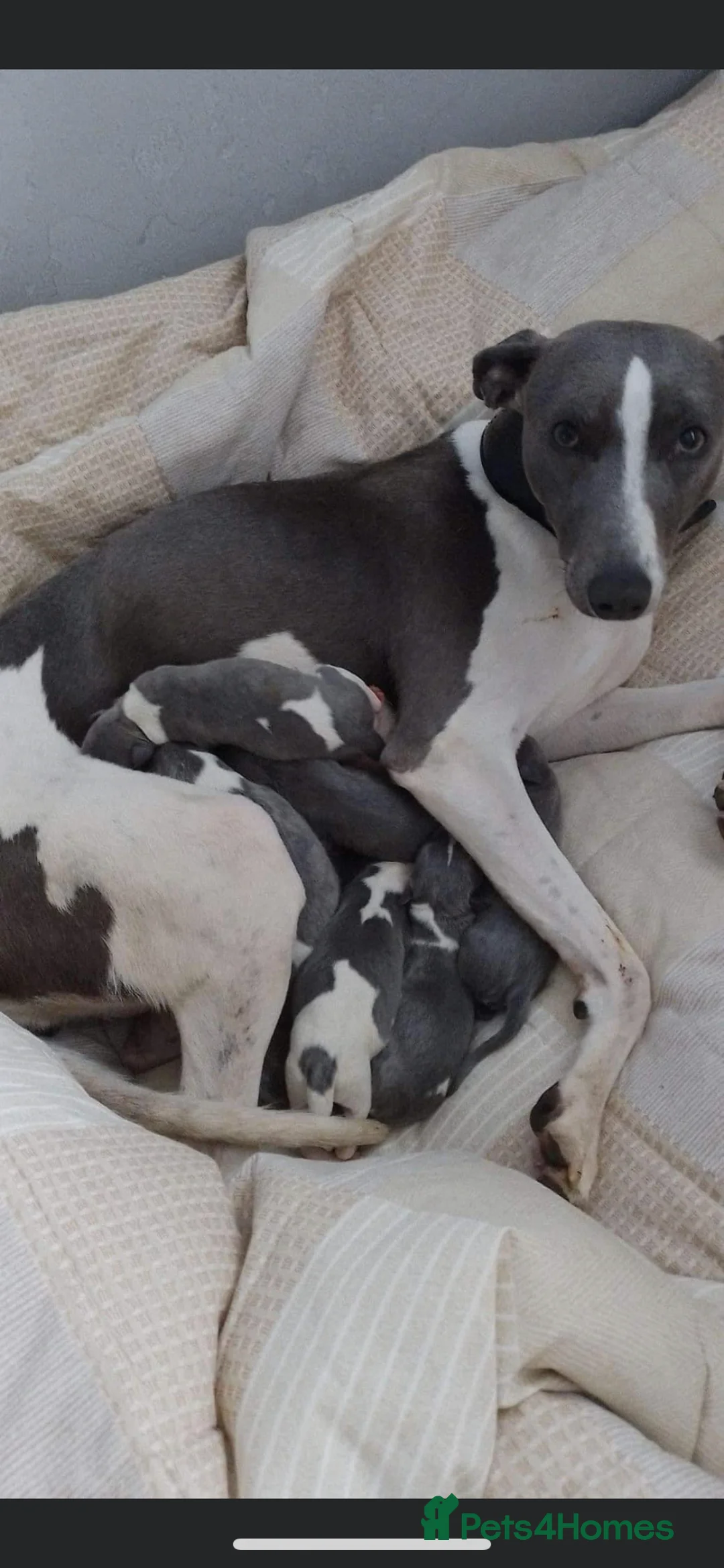 Whippet dogs for stud: Small 19",heart test clear,Full Blue Kc reg stud in Bishop Auckland - Advert 33