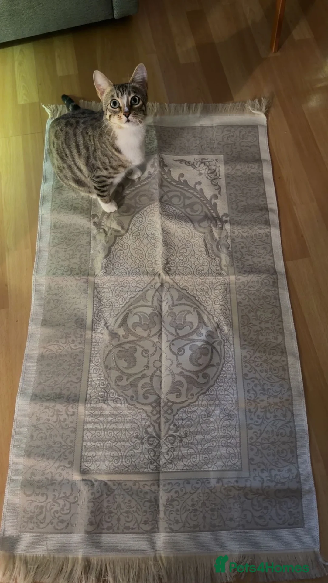 Bengal cats for sale: Bengal Kittens in Croydon - Advert 13