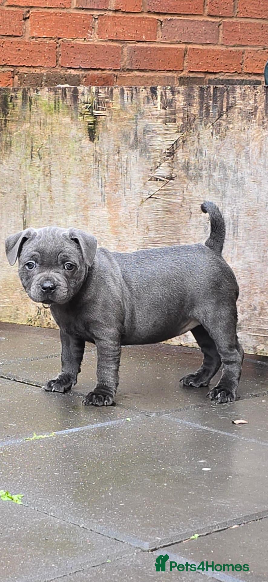 Staffordshire Bull Terrier dogs for sale:  💗 LAST GIRL Available 💗 - Advert 2