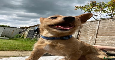 Chorkie dogs - Advert 8
