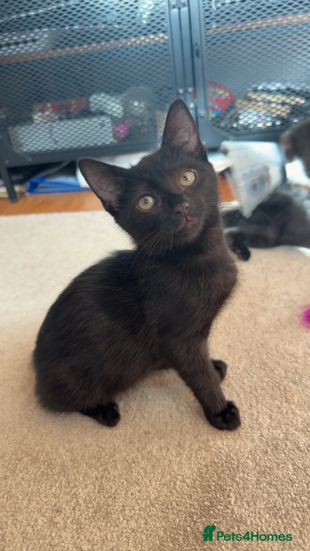 Domestic Shorthair cats for sale: 1 Girl left - Advert 2