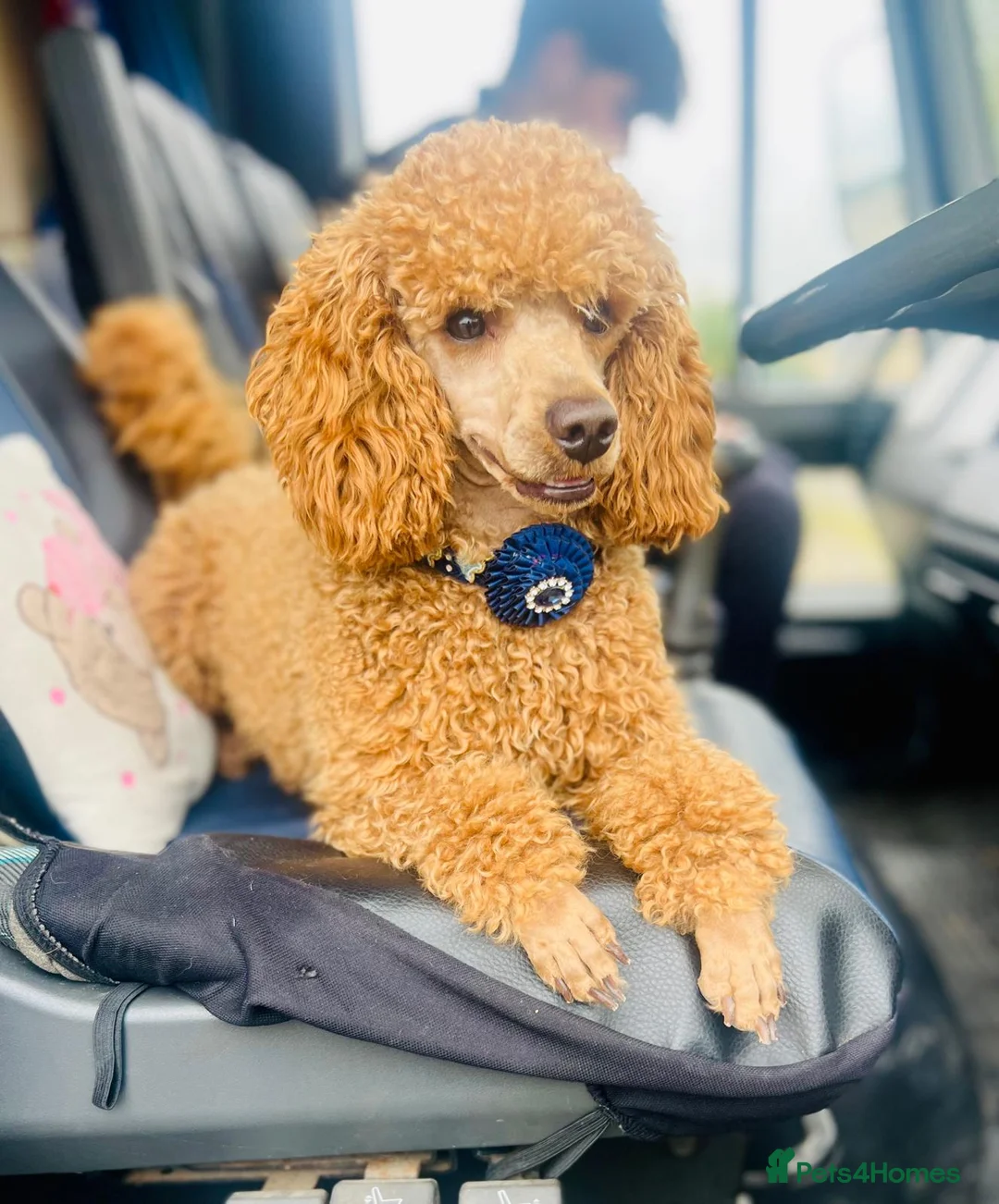 Cavapoo dogs for sale: Cavapoos Extensive DNA & Heart tested - Advert 40
