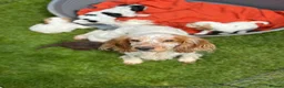 Cocker Spaniel dogs for sale: Royal cocker spaniel puppies - Advert 1