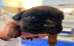 Boxer dogs for sale: Boxer Puppies from Health Testd Parents  - Image 6