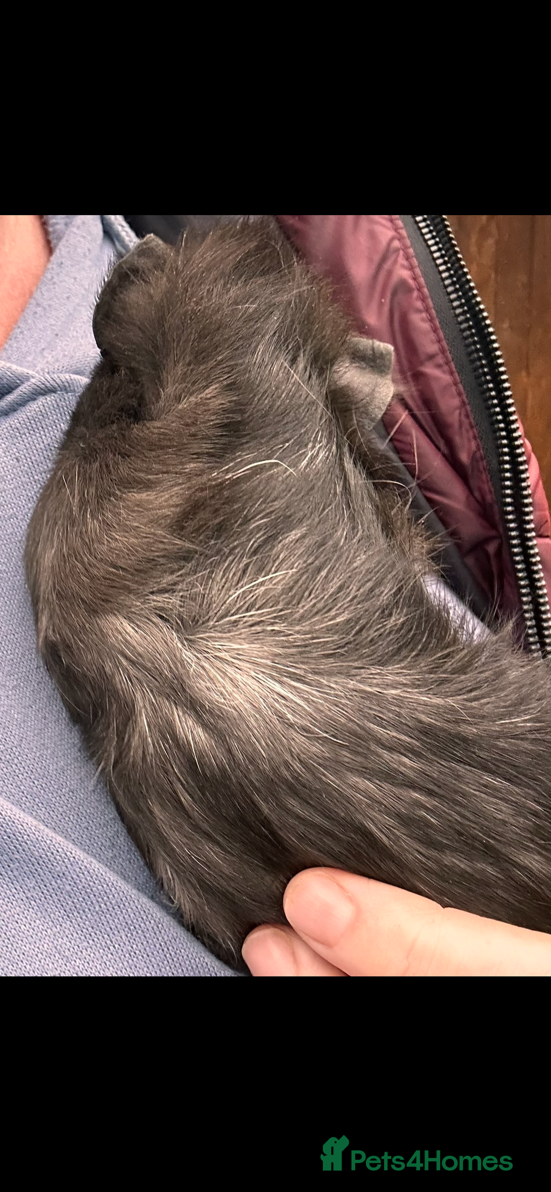 Guinea Pig rodents for sale: Baby guinea pigs - Advert 7