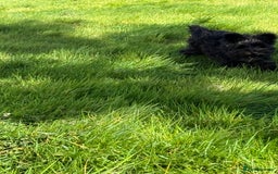 Miniature Schnauzer dogs for sale: Stunning Black Miniature Schnauzer  - Image 6