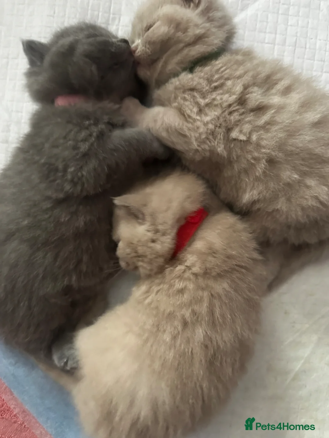 British Shorthair cats for sale: Fluffy British Shorthair - Advert 2